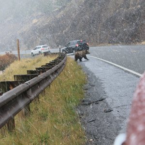 Grizzly crossing the road