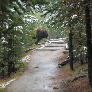 Buffalo blocking the trail