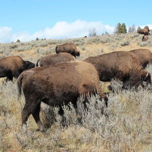 Bison Herd